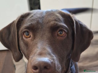 Labrador Retriever dogs Gorgeous chocolate female lab - Advert 6
