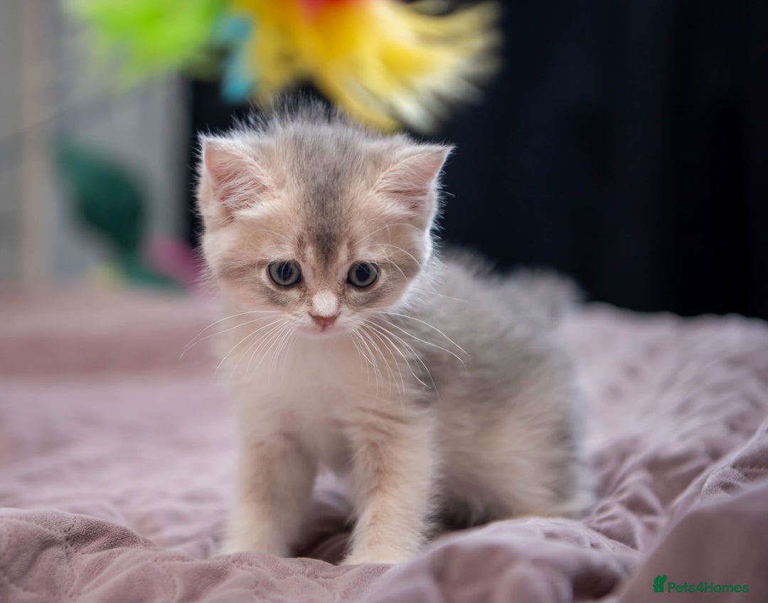 British Shorthair cats for sale: British shorthair kittens  - Image 16