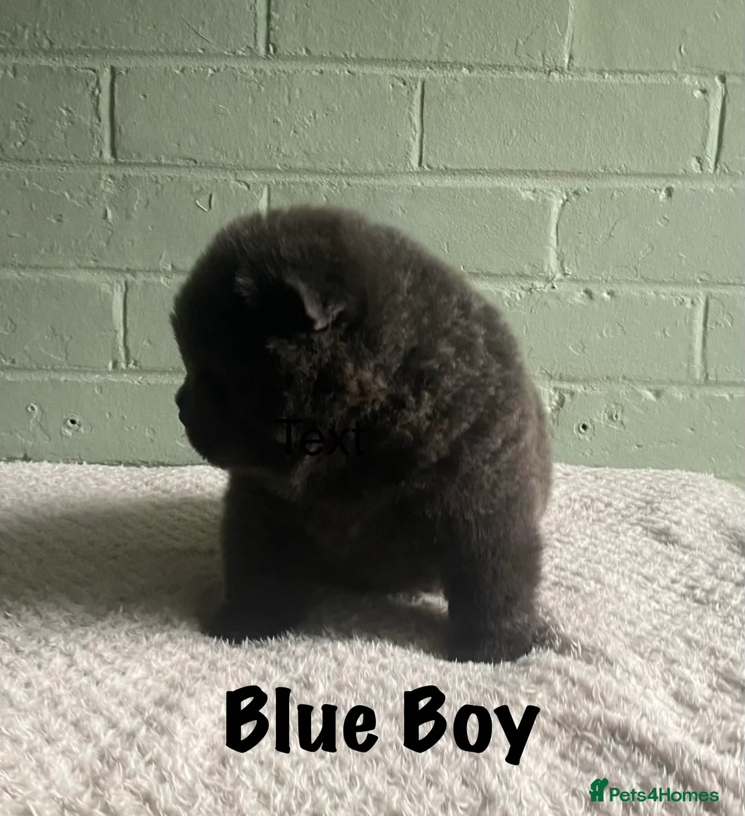 Chow Chow dogs for sale: 🌟QUALITY CHOW CHOW PUPPIES–CHAMPION BLOODLINES🌟 - Advert 10