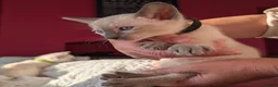 Siamese cats for sale: Beautiful Pure Siamese kittens - Advert 3
