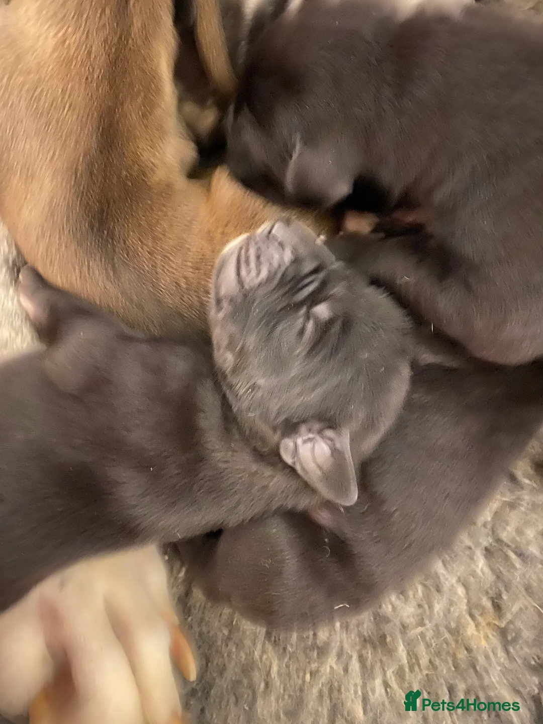 Great Dane dogs for sale: Beautiful kc reg Great Dane puppies - Advert 9