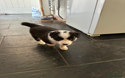 Border Collie dogs for sale: Beautiful Border collie Puppies - Image 9