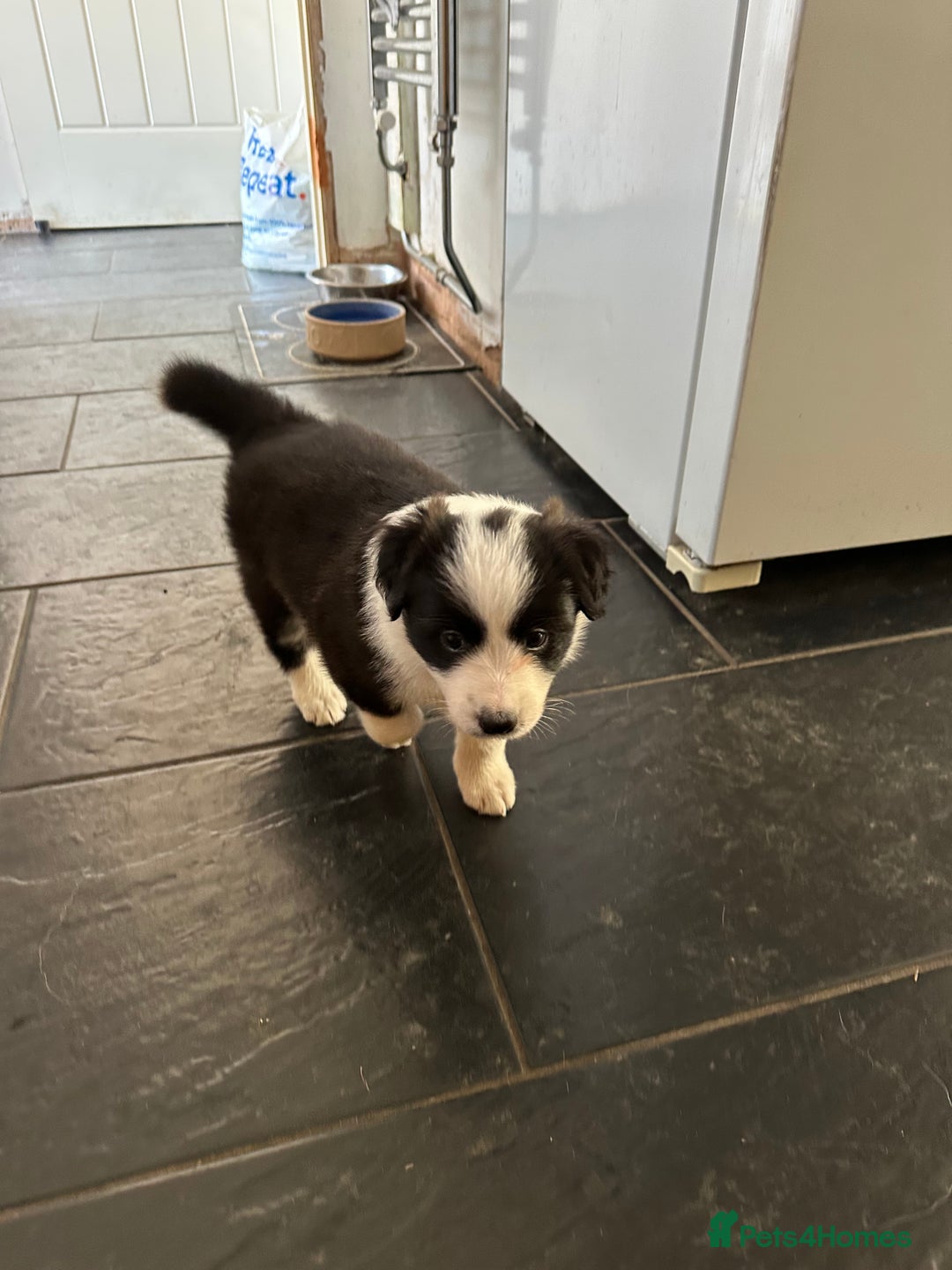 Border Collie dogs for sale: Beautiful Border collie Puppies - Image 9