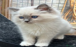 Ragdoll cats for sale: Female ragdoll kittens - Image 1