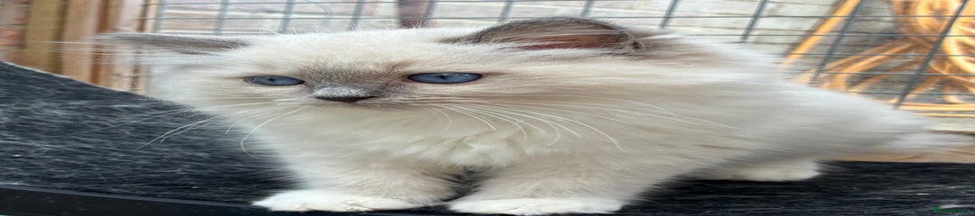 Ragdoll Kitten 1