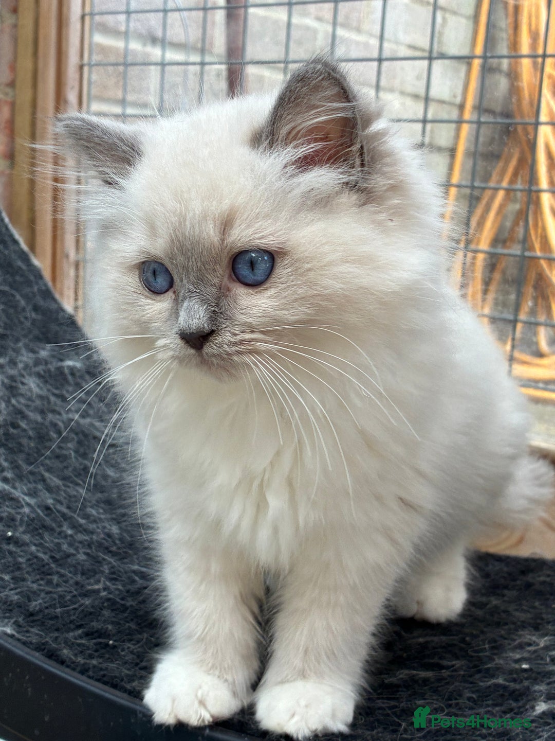 Ragdoll cats for sale: Female ragdoll kittens - Image 1