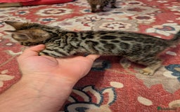 Bengal cats for sale: 7 Beautiful kittens are looking for a forever home - Image 10