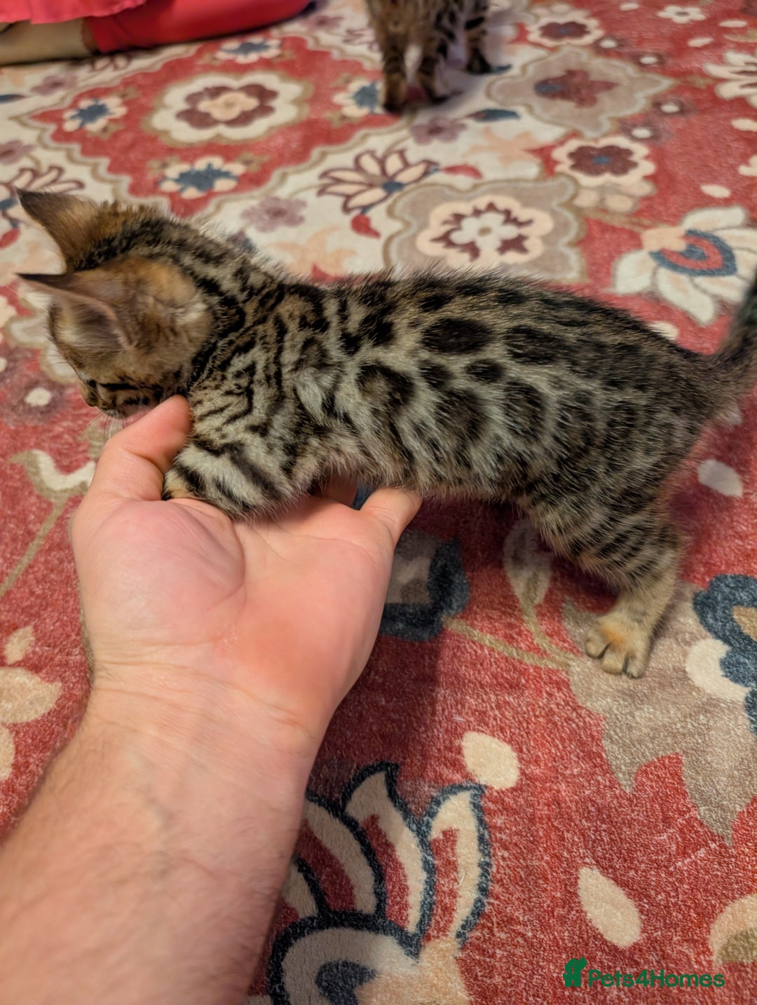Bengal cats for sale: 7 Beautiful kittens are looking for a forever home - Image 10