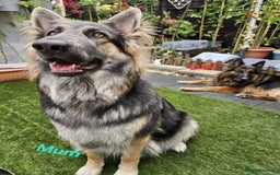 German Shepherd dogs for sale: German sheperd puppies - Image 18