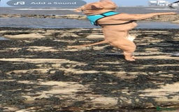 Mixed Breed dogs for sale: Pocket bully male  - Image 3