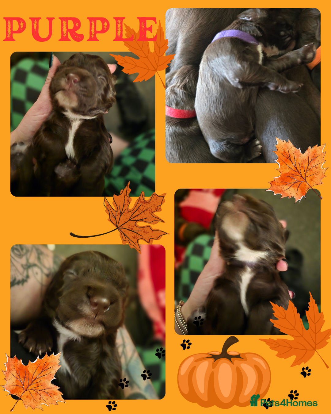 Cocker Spaniel dogs for sale: Cocker spaniel puppies - Image 12