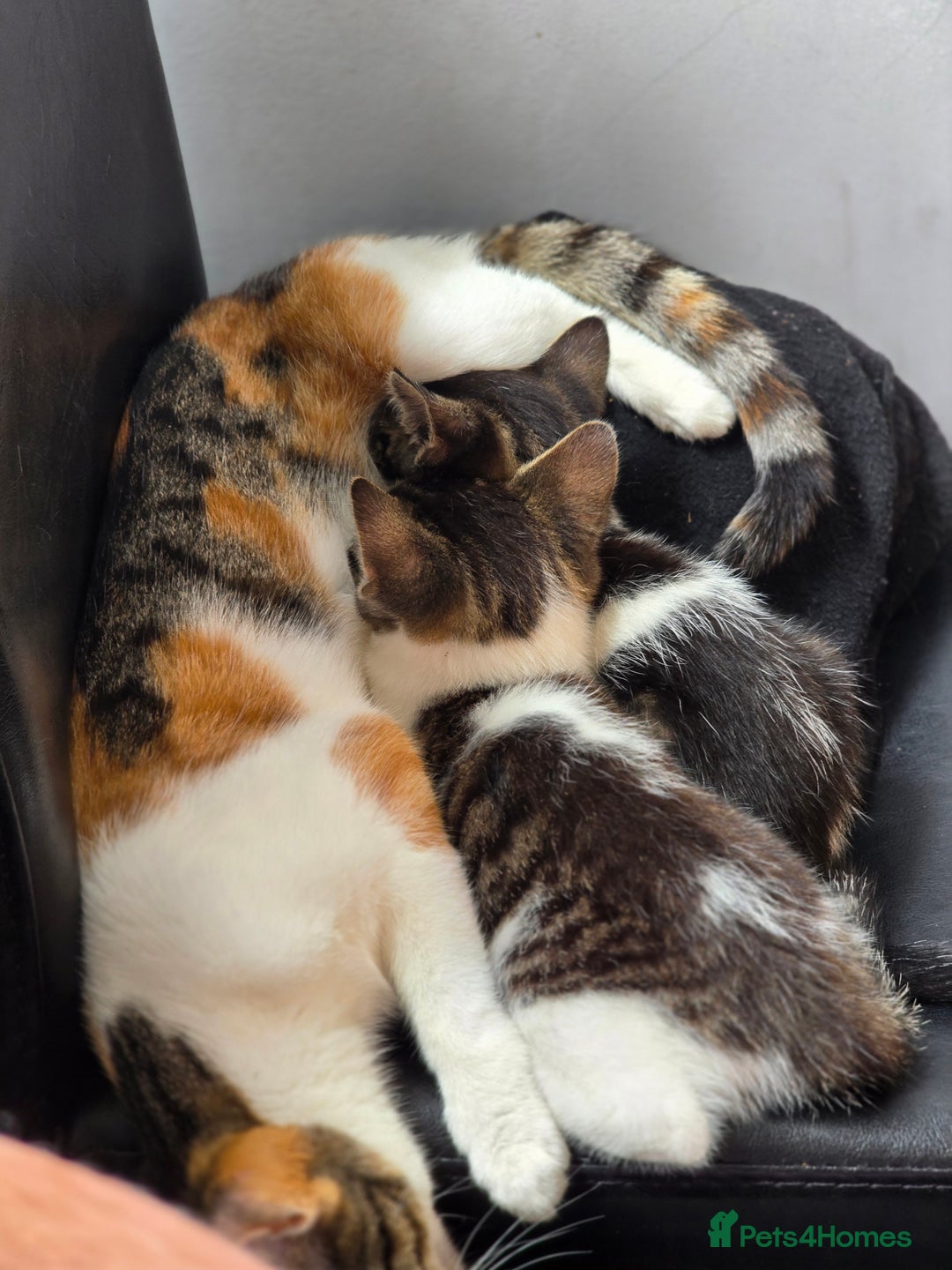 Mixed Breed cats for sale: 2 beautiful male kittens  - Image 4