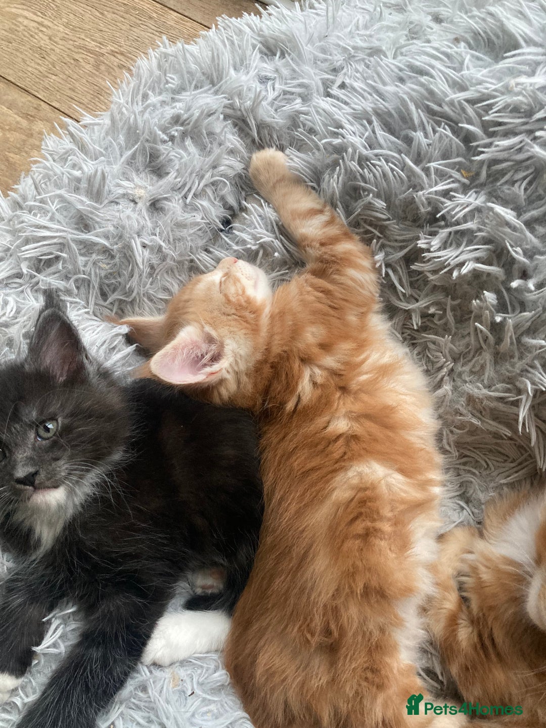 Maine Coon cats for sale: Ready now Beautiful chunky Maine coon kittens - Advert 20