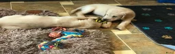 Golden Retriever dogs for sale: Championship lines puppies-ready now - Advert 12