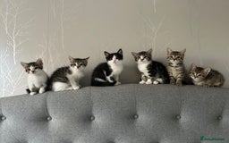 Domestic Shorthair cats for sale: Kittens looking for their forever home  - Image 1
