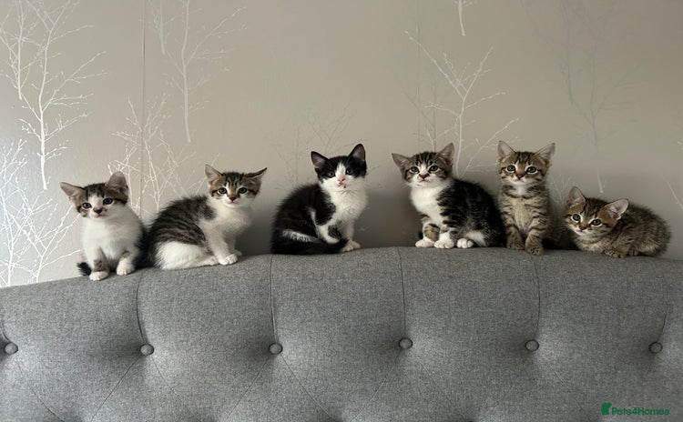 Domestic Shorthair cats - Advert 18