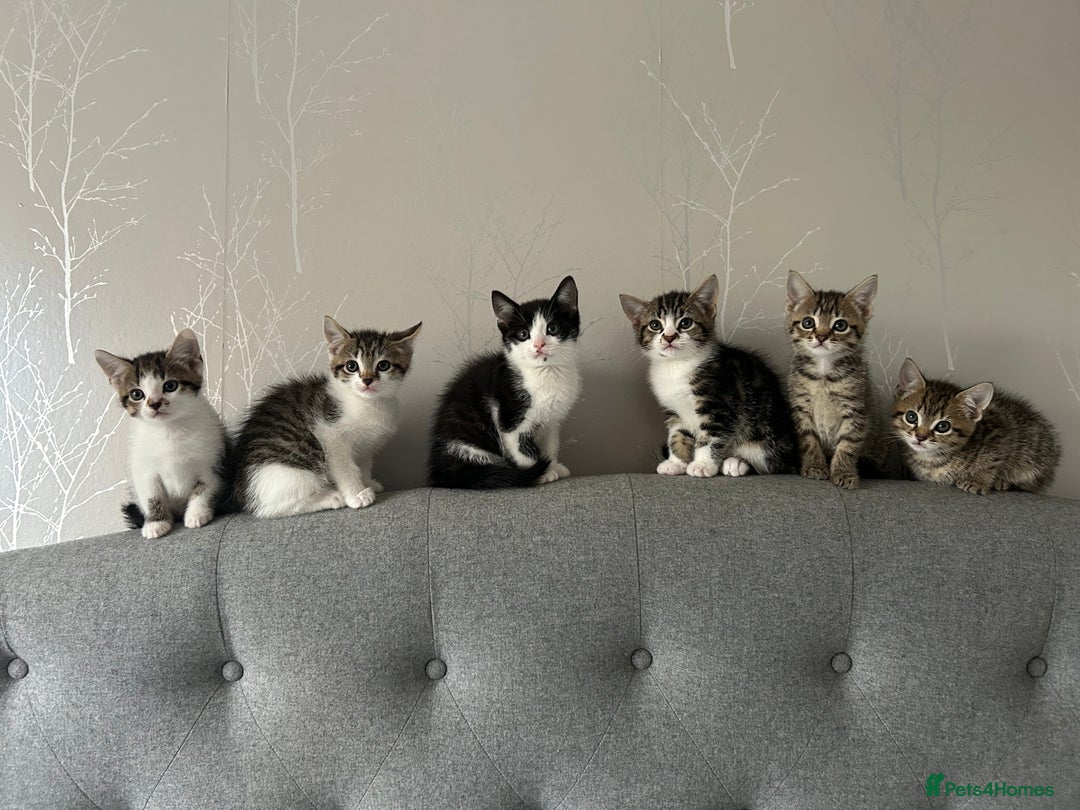 Domestic Shorthair cats for sale: Kittens looking for their forever home  - Image 1