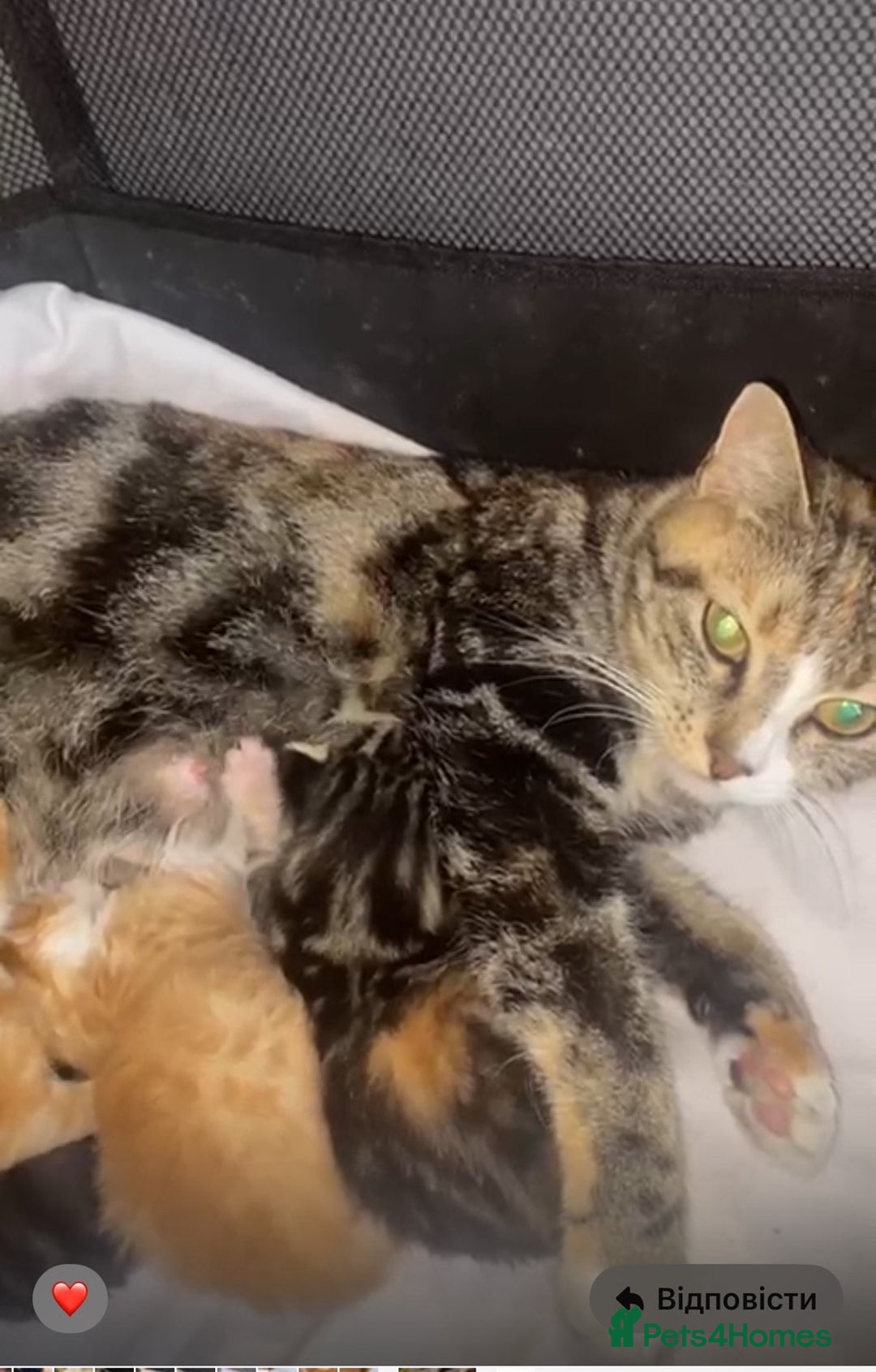 Domestic Shorthair cats for sale: 5 month old kitten for sale - Advert 5