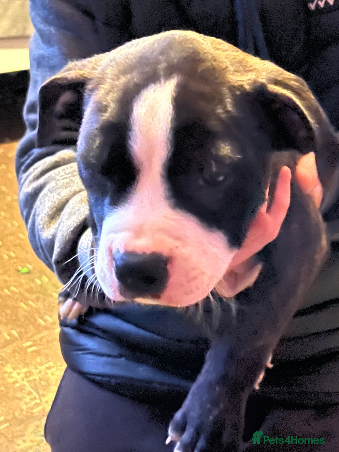 Mixed Breed dogs for sale: Staff x American bully male puppy  - Advert 12