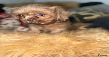 Shih Tzu dogs - Advert 7