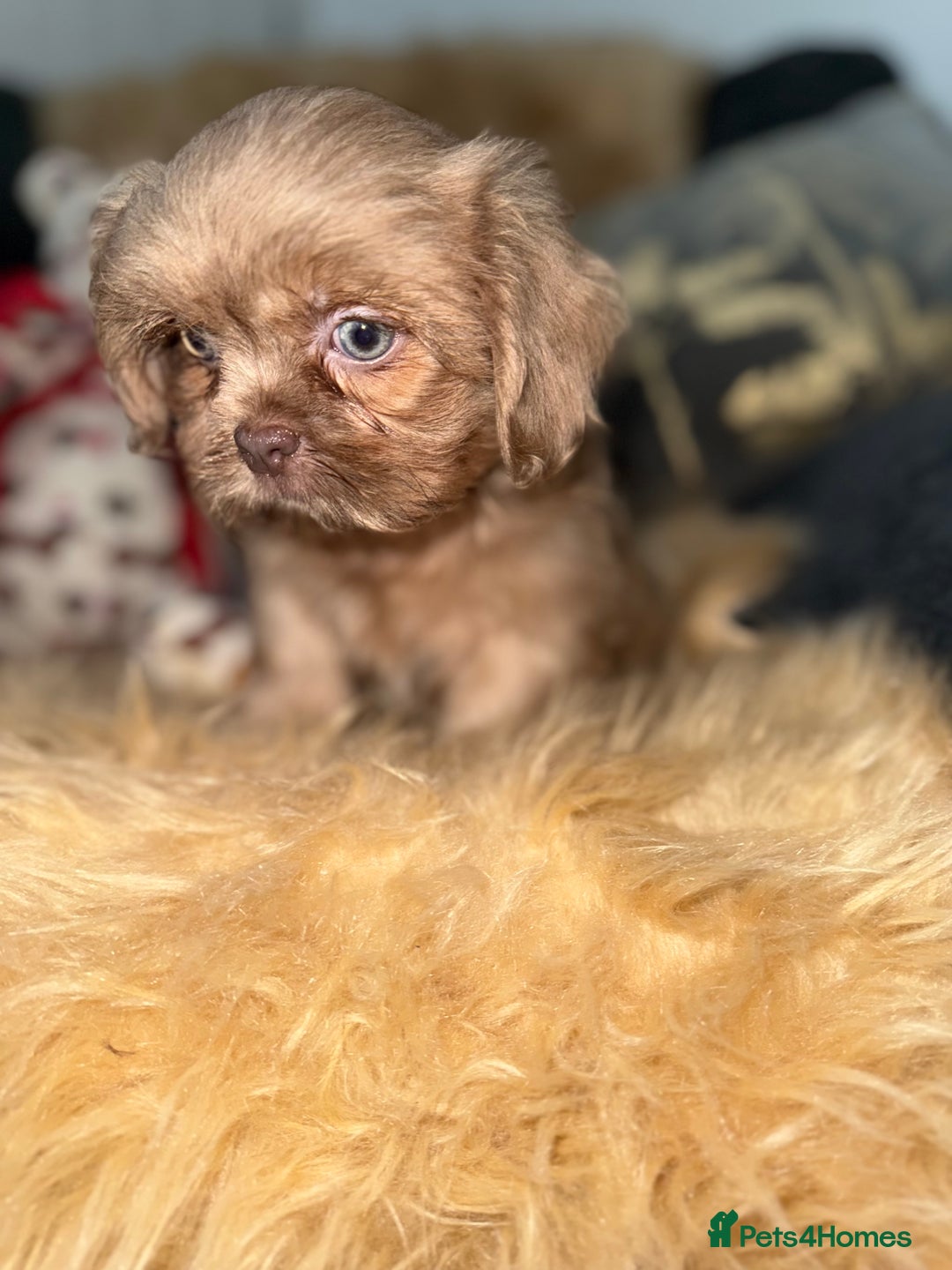 Shih Tzu dogs for sale: 💙 Stunning lilac shih tzu boy 💙 - Image 4