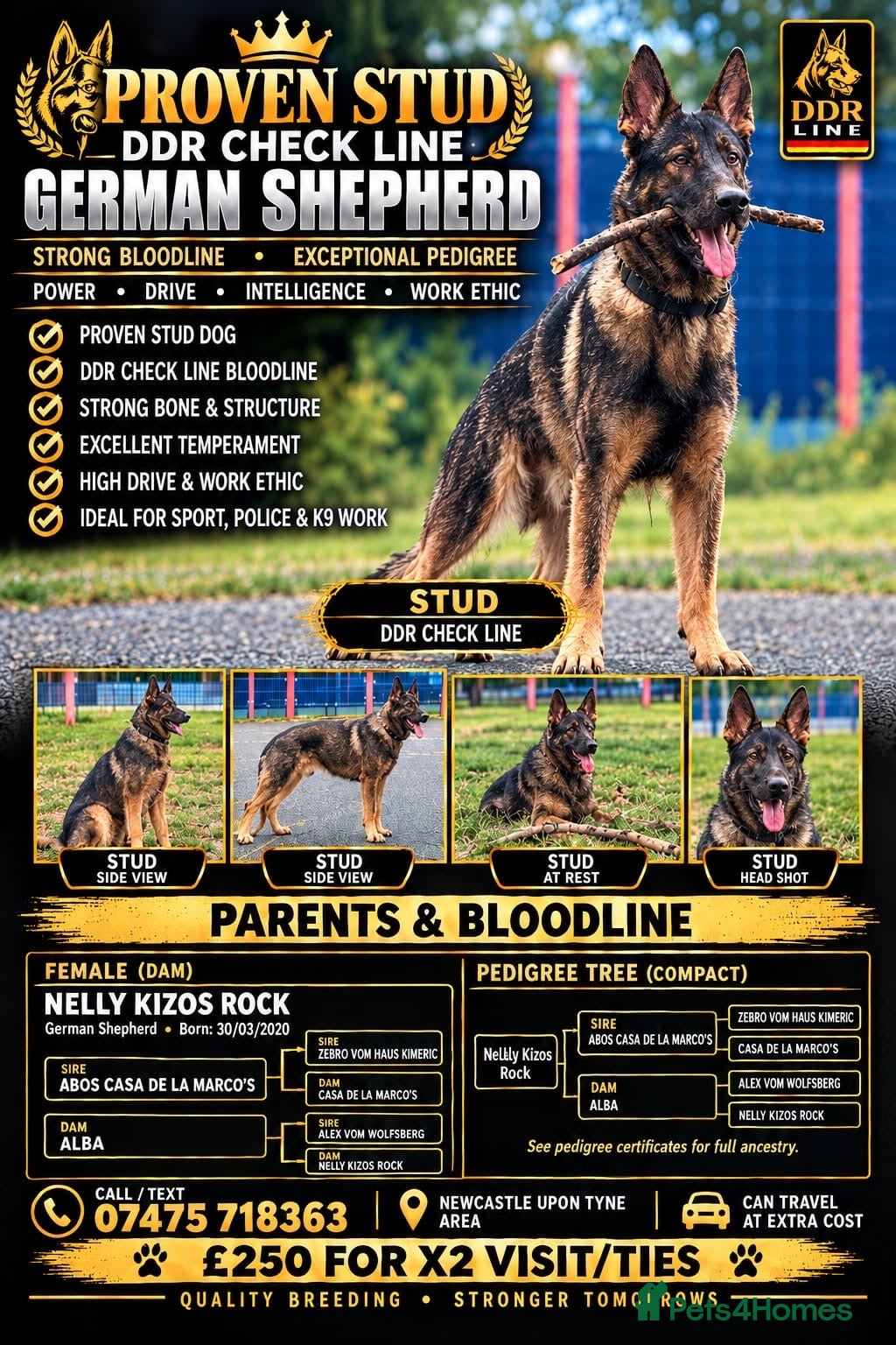 German Shepherd dogs Working Line German Shepard Stud - Advert 7