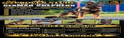 German Shepherd dogs for stud: Working Line German Shepard Stud - Advert 1