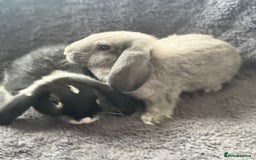 Mini Lop rabbits for sale: 2 female lop bunnies  - Image 4