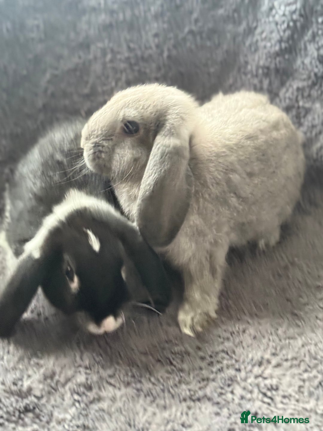 Mini Lop rabbits for sale: 2 female lop bunnies  - Image 4