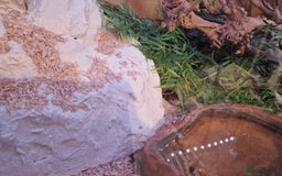 Corn Snake reptiles for sale: 6 year old corn snake & home & accessories  - Image 3