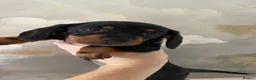 Miniature Dachshund dogs for sale: Miniature dachshund puppies  - Advert 4