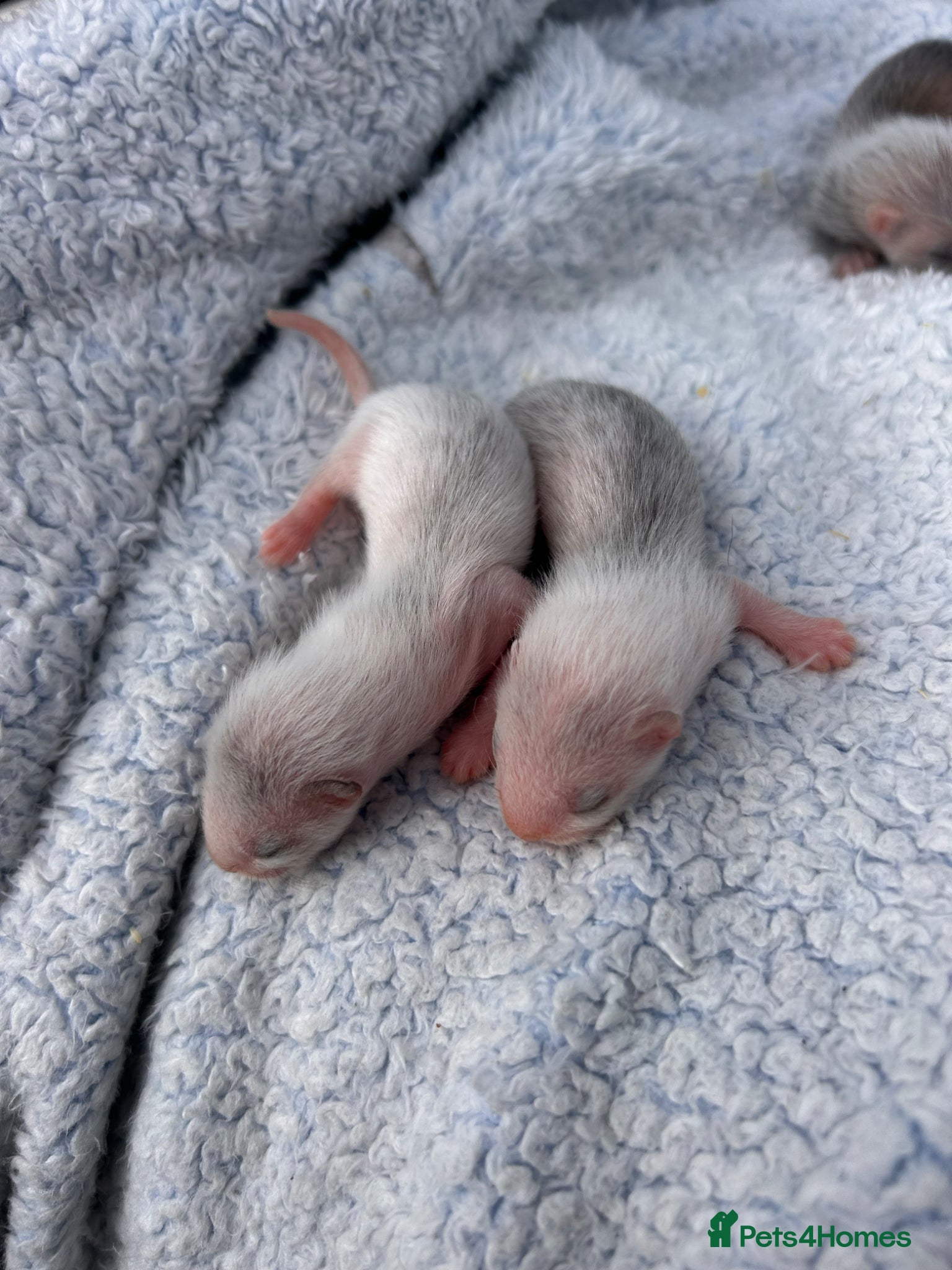 Ferret rodents for sale: Silver/marked semi angora ferrets.Ready in 4/5week - Advert 8