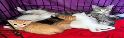 Mixed Breed cats for sale: Beautiful kittens looking for new homes in Basingstoke - Advert 10