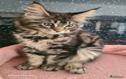 Maine Coon cats for sale: Main coons - Image 9