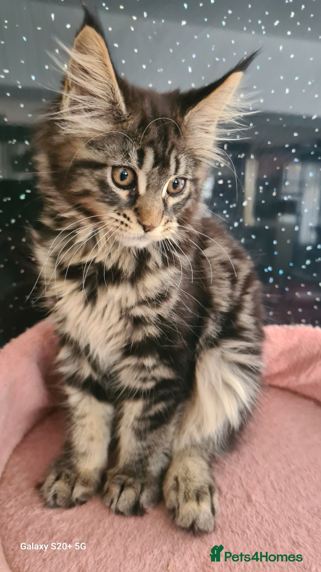 Maine Coon cats for sale: Main coons - Image 9