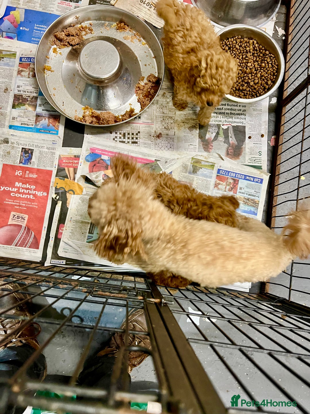 Toy Poodle dogs for sale: Top Quality Red KC Reg. Toy Poodle Puppies - Advert 7