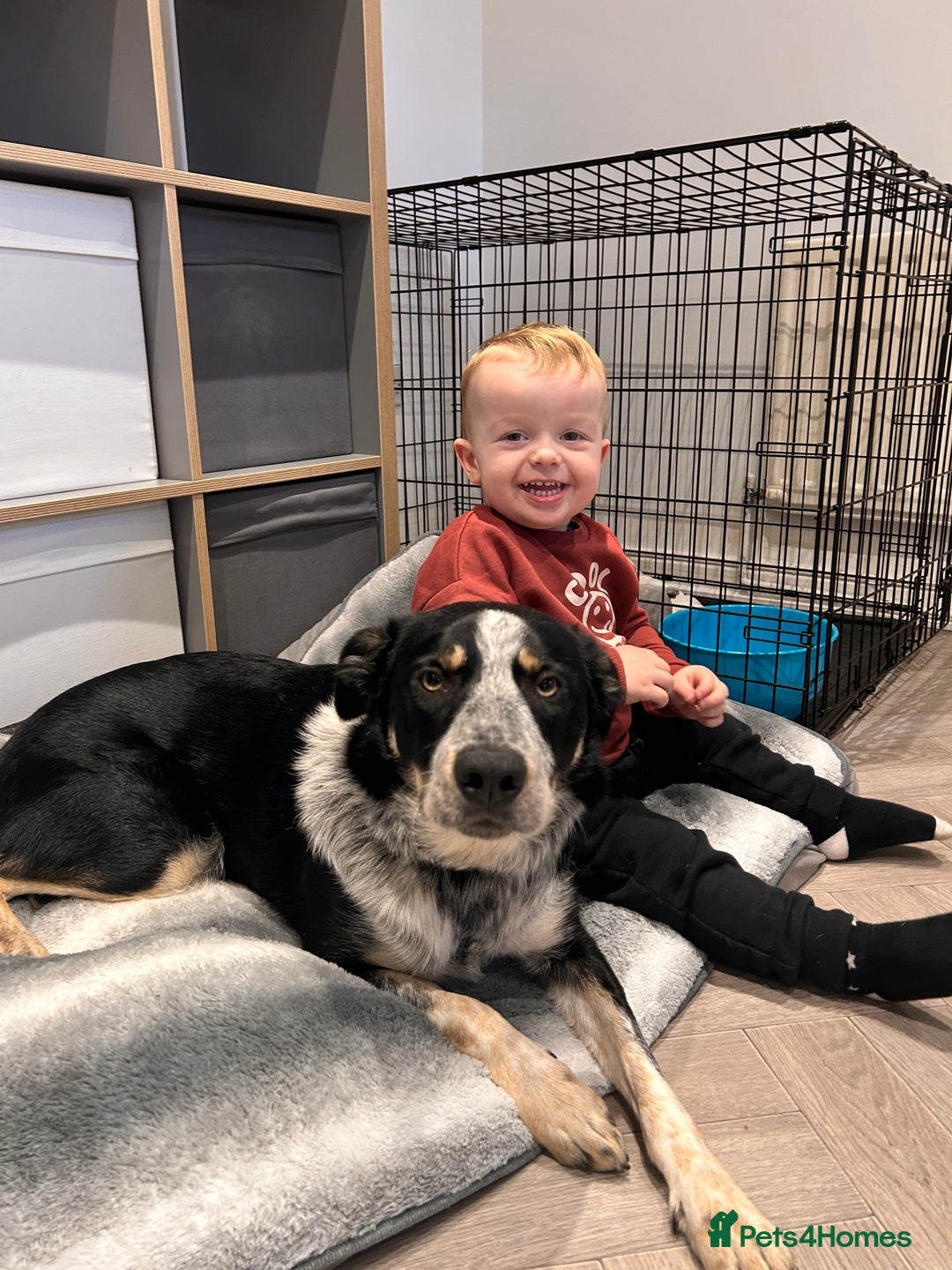 Border Collie dogs for sale: 11 month old border collie  - Advert 5