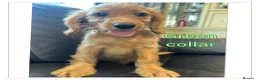Cockapoo dogs for sale: 3 playful  F1  cockapoo boys ready to leave - Advert 11