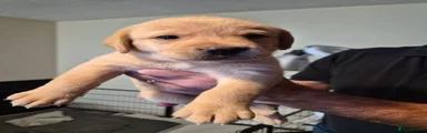 Labrador Retriever 5