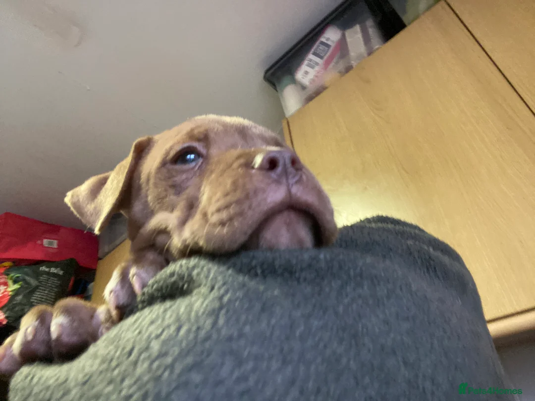 Mixed Breed dogs for sale: staffy X pups  - Advert 7