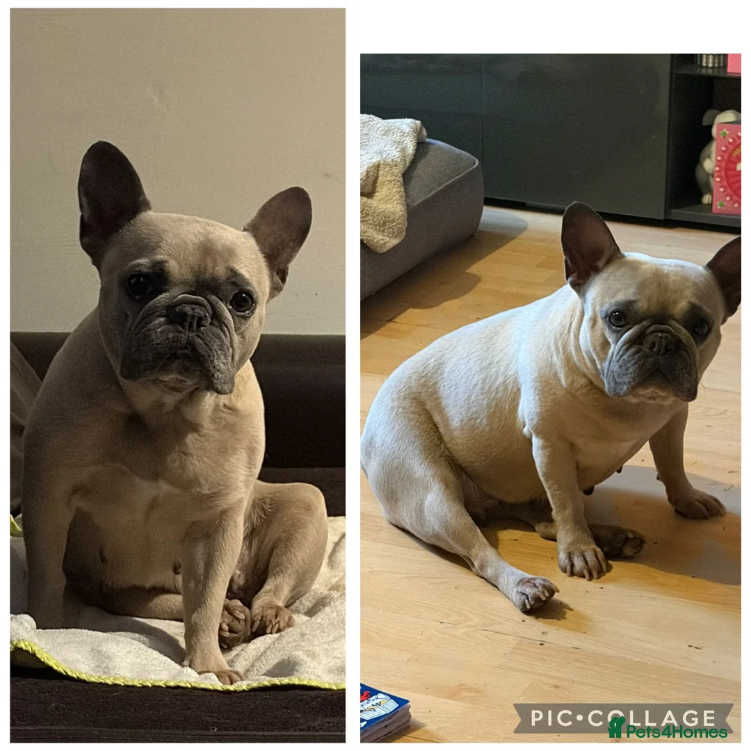 French Bulldog dogs for sale: Female french bulldog  - Advert 2