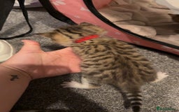 Mixed Breed cats for sale: 9 Mixed Bengal Kittens For Sale - Image 3