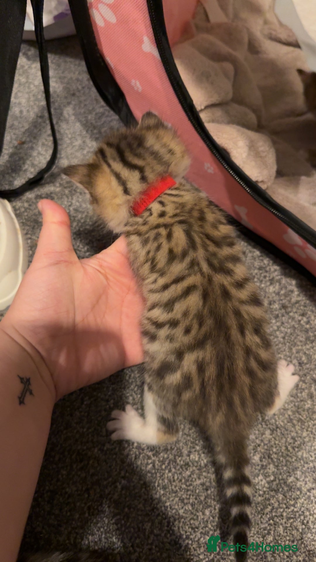 Mixed Breed cats for sale: 9 Mixed Bengal Kittens For Sale - Image 3