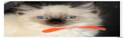 Ragdoll cats for sale: 6 cute pure breed Ragdoll kittens 2 boys 4 girls  - Advert 37