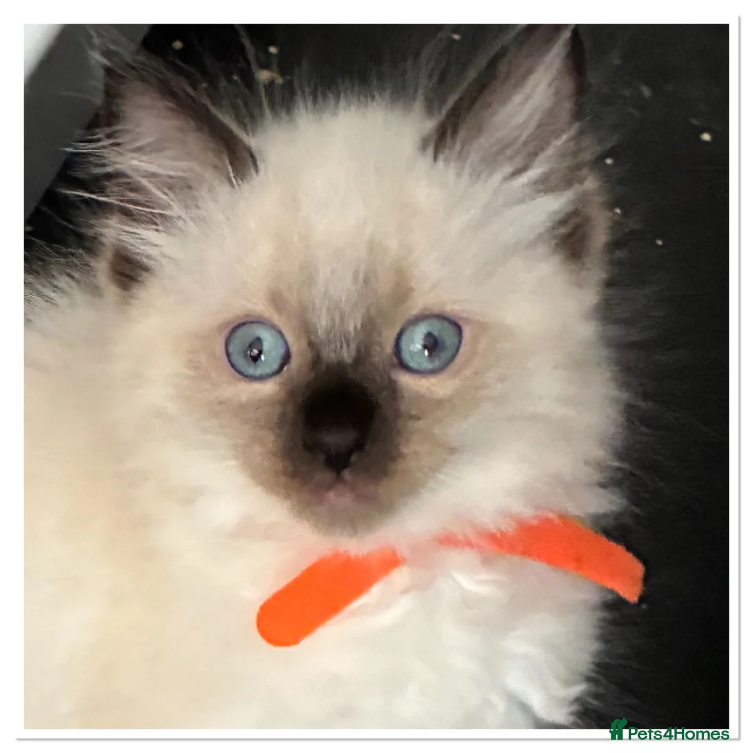 Ragdoll cats for sale: 6 cute pure breed Ragdoll kittens 2 boys 4 girls  - Advert 38