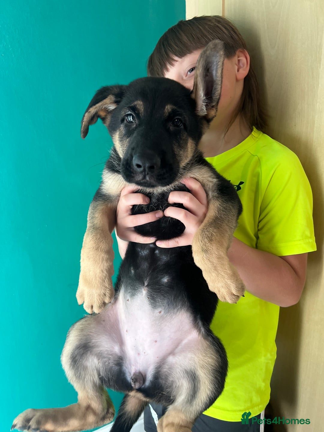 German Shepherd dogs for sale: German Shepherd Puppies  - Image 13