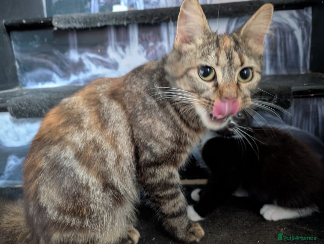 Mixed Breed cats for sale: Gorgeous pair of brothers - Image 5