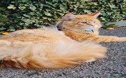 Maine Coon cats for sale: 🐱 MAINE COON KITTENS 🐱 - Image 7