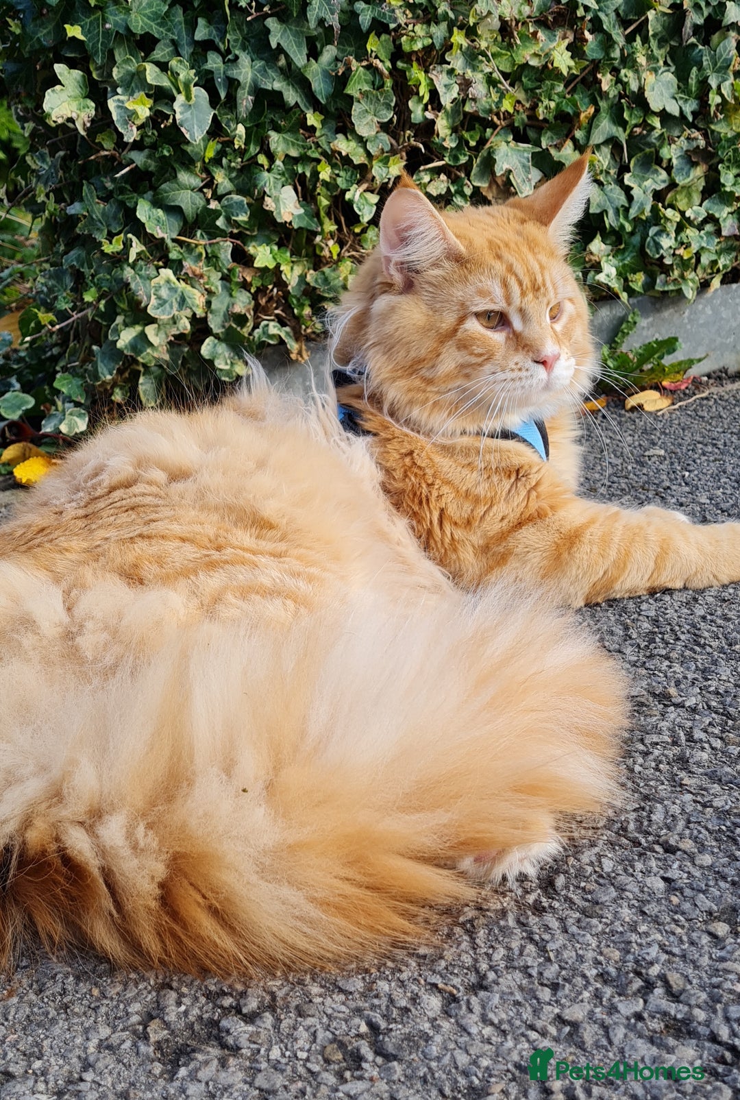 Maine Coon cats for sale: 🐱 MAINE COON KITTENS 🐱 - Image 7