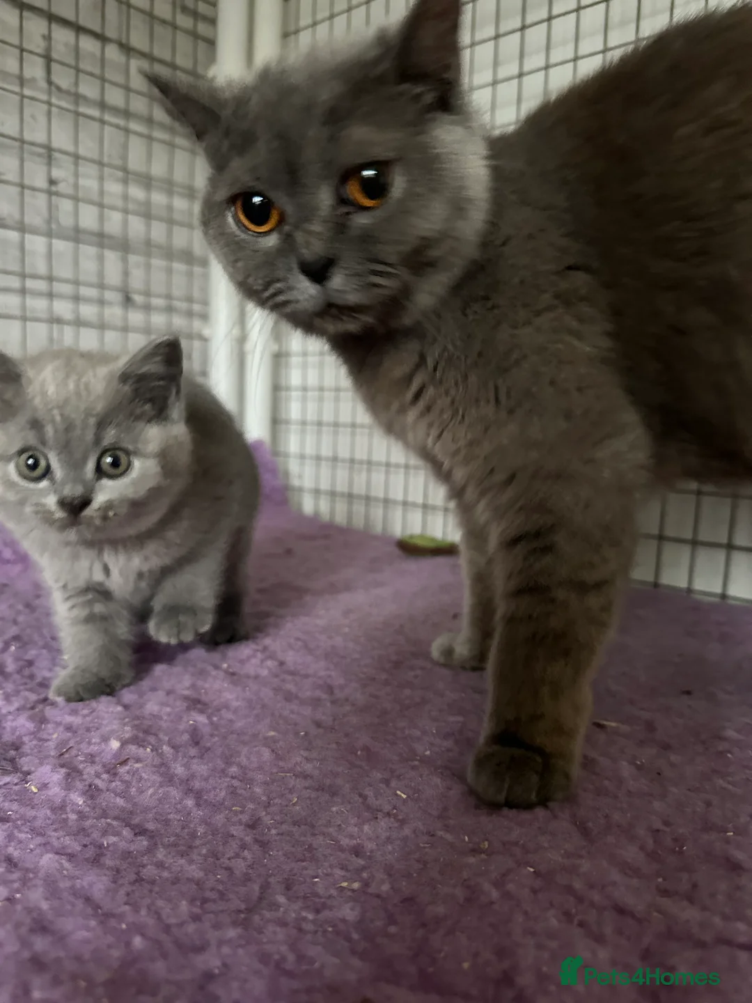 British Shorthair cats for sale: British shorthair blue kittens champion pedigree - Advert 1